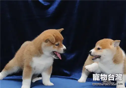 犬膀胱結石的治療原則