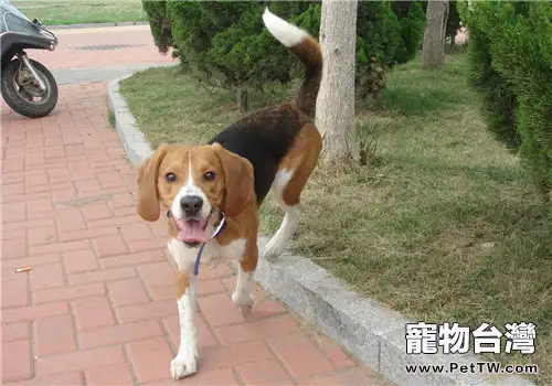 犬隱睪的預防要點(1圖)-寵物台灣