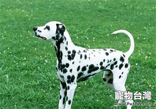 犬食道梗阻的臨床症狀