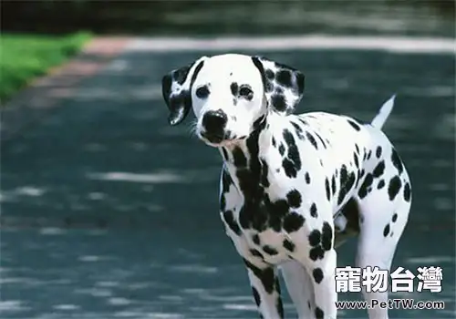 犬食道梗阻的治療原則