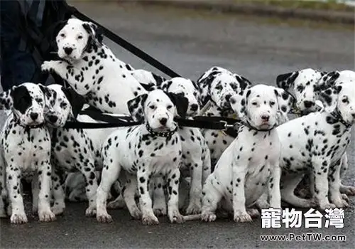 犬螨蟲病的臨床症狀(1圖)-寵物台灣