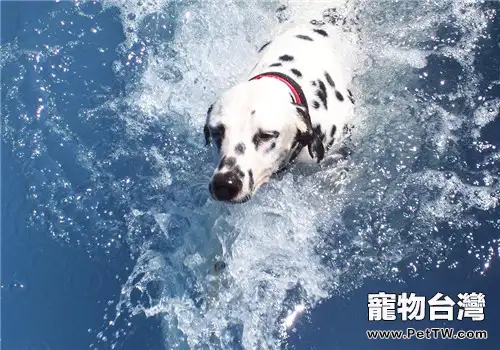 犬螨蟲病的診斷要點(1圖)-寵物台灣