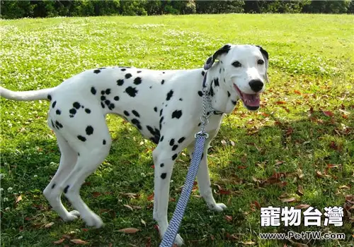 犬螨蟲病的治療原則(1圖)-寵物台灣