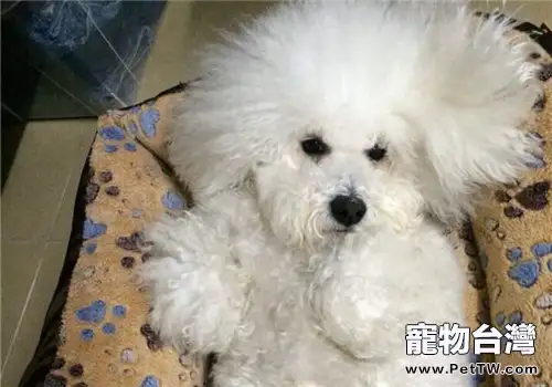 犬腹膜炎的病因分析