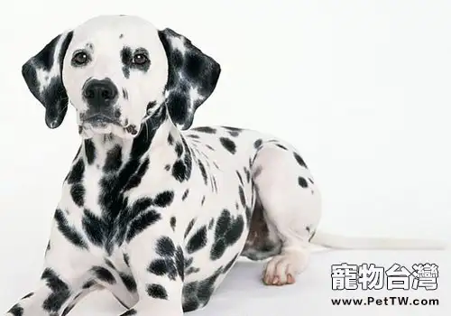 犬螨蟲病的預防要點(1圖)-寵物台灣