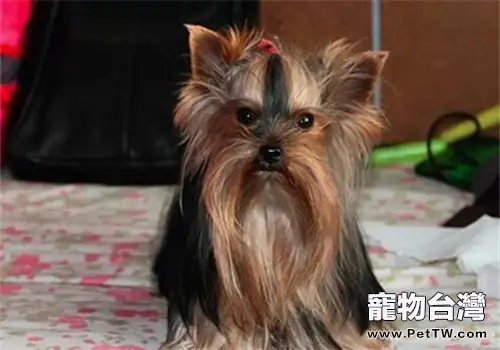 犬鼻炎的防治措施