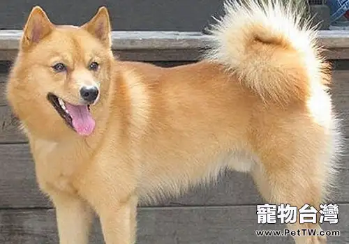 犬的直腸固定術方法