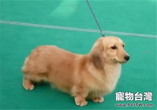 犬膿皮病的病因分析