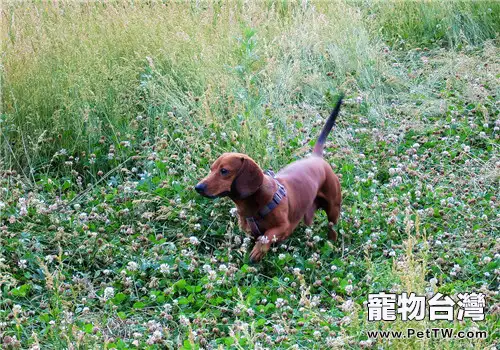 犬膿皮病的臨床症狀