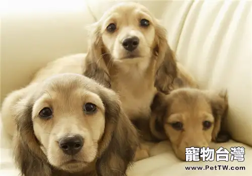 犬膿皮病的治療要點(1圖)-寵物台灣