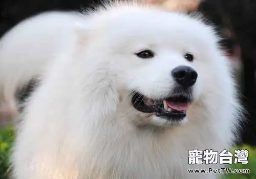 勤給薩摩梳毛好處多(1圖)-寵物台灣