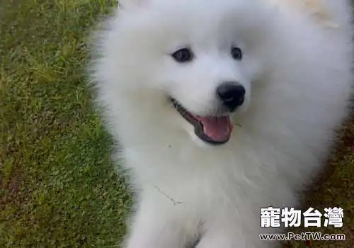如何讓薩摩耶遠離消化不良