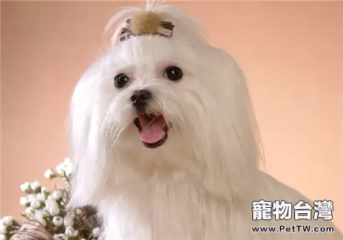 犬干眼病的預防措施