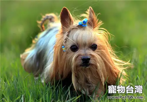 犬肺吸蟲的防治措施