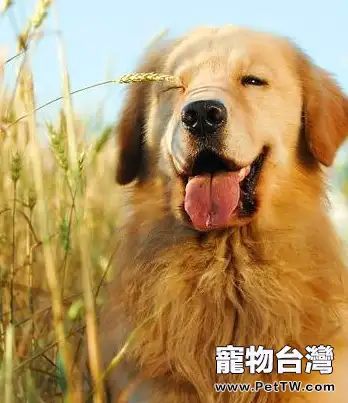 訓練黃金獵犬學習站立的方法