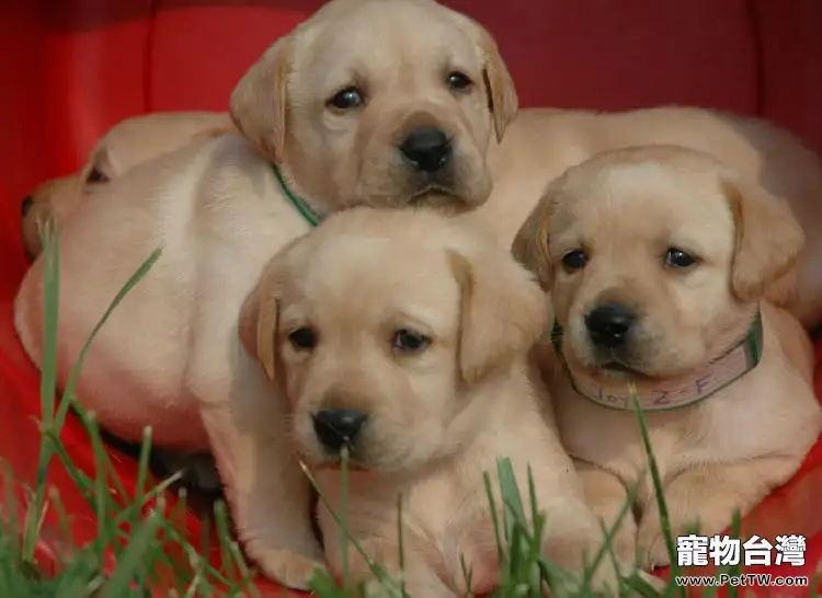 拉布拉多患犬細小怎麼辦(1圖)-寵物台灣