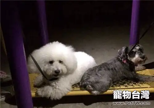 犬心絲蟲病的症狀有哪些