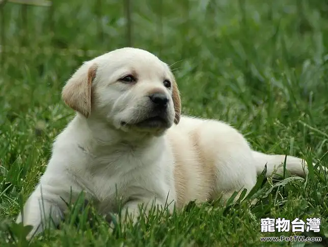 不能忽視拉布拉多眼屎過多(1圖)-寵物台灣