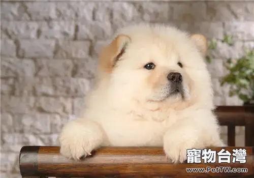 犬眼瞼內翻的治療方法(1圖)-寵物台灣