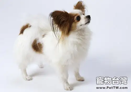 餵食不當可能會導致蝴蝶犬腹瀉(1圖)-寵物台灣
