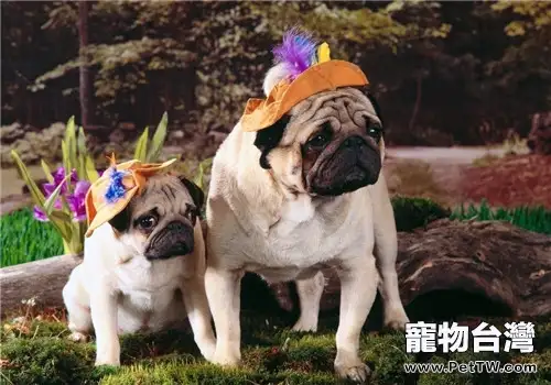 犬傳染性腸炎的病原體介紹(1圖)-寵物台灣