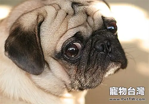 犬傳染性腸炎的治療原則(1圖)-寵物台灣