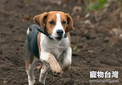 犬傳染性肝炎的治療注意事項