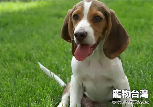 犬布魯氏菌病的傳播途徑