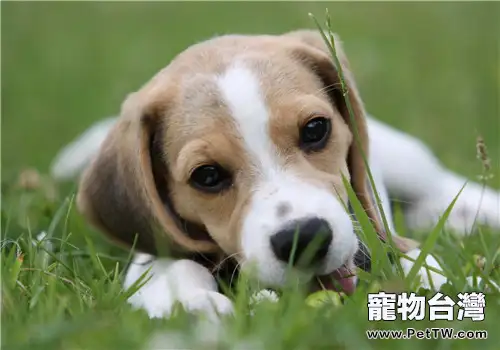 犬布魯氏菌病的臨床症狀