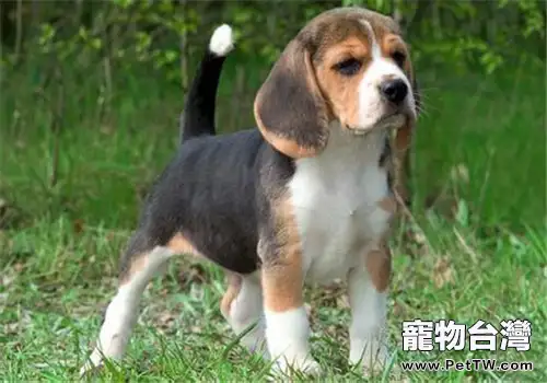 犬布魯氏菌病的防治要點