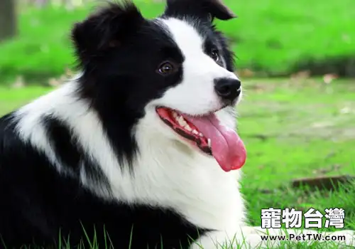 邊境牧羊犬容易訓練嗎