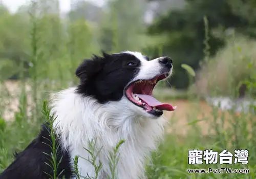 讓邊境牧羊犬遠離皮膚病