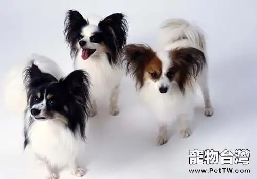 蝴蝶犬智商高不高(1圖)-寵物台灣
