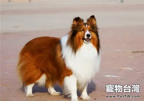 犬諾卡氏菌病的症狀表現