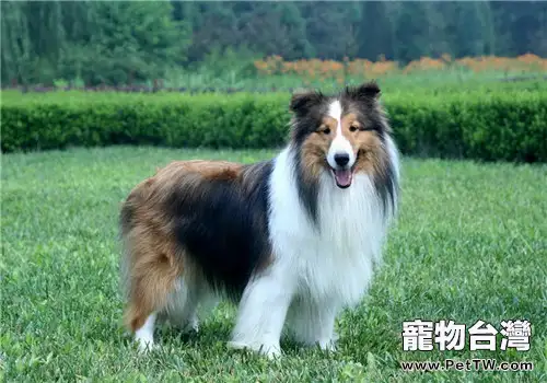 犬諾卡氏菌病的病原體介紹