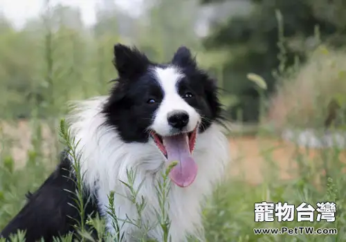 導致邊境牧羊犬拉肚子的原因有哪些(1圖)-寵物台灣
