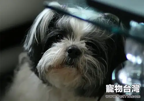 犬異食癖的治療方法
