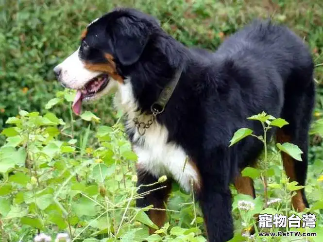 伯恩山犬（Bernese Mountain Dog）品種介紹