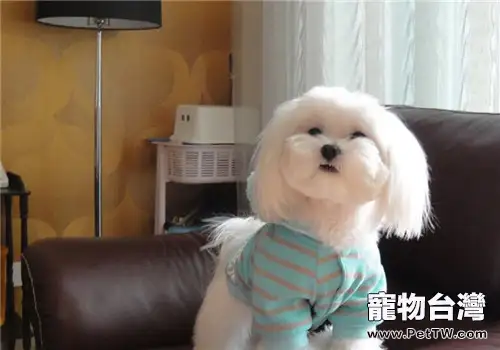 犬敗血症的症狀有哪些