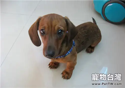 犬急性胃炎的治療方法