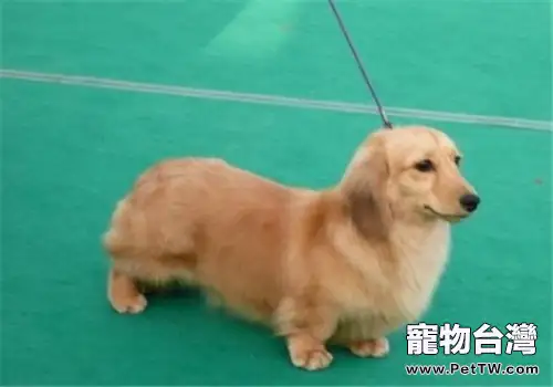 犬慢性胃炎的症狀及治療