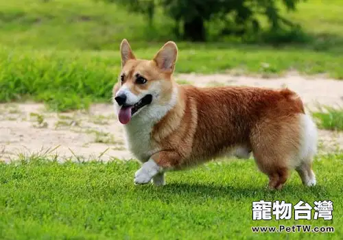 威爾斯柯基犬智商高嗎(1圖)-寵物台灣