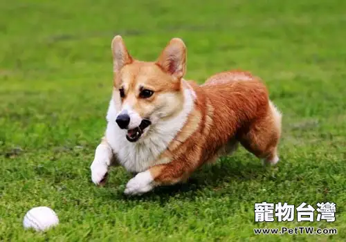 威爾斯柯基犬價格高不高(1圖)-寵物台灣