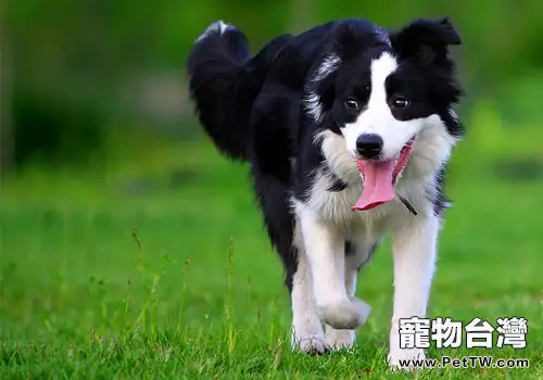 邊境牧羊犬發燒不可小視