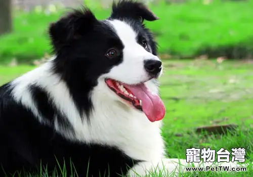 邊境牧羊犬愛叫嗎(1圖)-寵物台灣