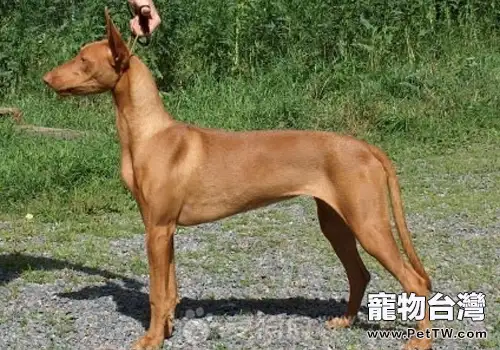 犬免疫介導性血小板減少症的病因是什麼