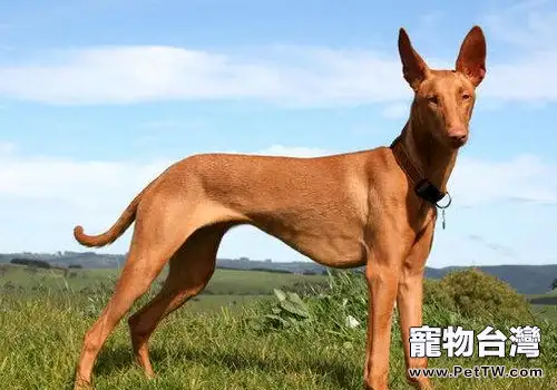 犬免疫介導性血小板減少症有何症狀