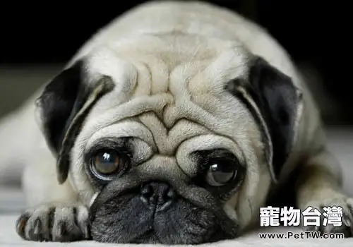 巴哥犬智商高嗎(1圖)-寵物台灣