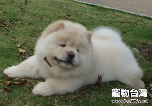 犬食道蟲病是如何形成的