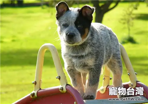 澳洲牧牛犬的品種簡介